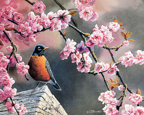 Susan Bourdet花鸟系列国画欣赏